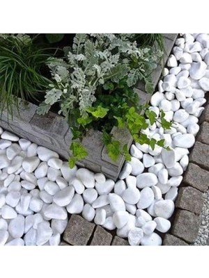 Misda Store Beyaz Dolomit Taş 10 kg 4-6 cm Dekoratif Taş Bahçe Süs Taşı Doğal Dere Çakıl Taşı