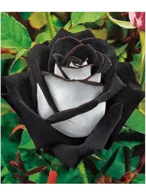 Leaf Shop Look 5 Adet Siyah Beyaz Gül Tohumu TH-159888369843TDR0