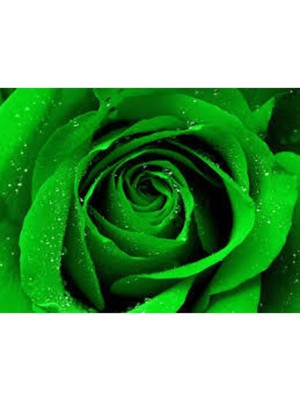 Leaf Shop Look Yeşil Gül Tohumu Tropikal Çiçek Tohumları (10 Adet Tohum) TH-NT199