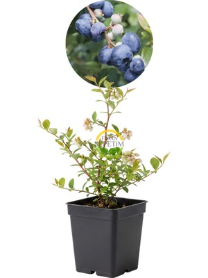 Fidan Sepetim 2 Yaş BlueGold Çeşiti Yaban Mersini Fidanı