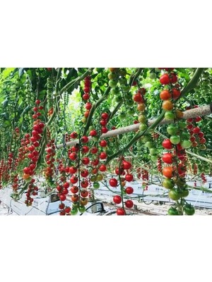 Patika Botanik 100 Adet Yerli Çeri Domates Tohumu 1 Paket Türkiye Menşeli Lezzetli ve Sulu