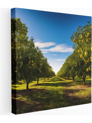 Popcas Limon Ağacı Panoramik Kanvas Tablo Duvar Dekorasyonu