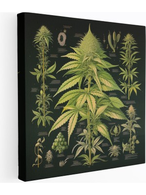 Popcas Bitkisel Ot Kanvas Tablo - Ot Duvar Sanatı Ev Dekorasyonu Çeşitler