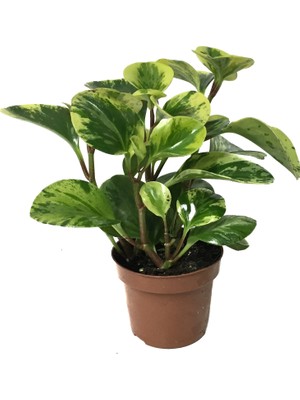 Betonish Peperomia Obtusifolia 'Marble' (Zümrüt Dalgası Çiçeği)