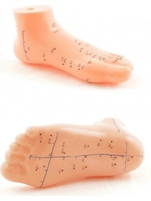 Similar Ayak Akupunktur Bölgesi Maketi
