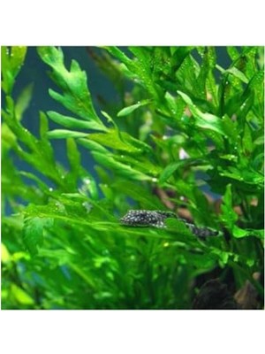 MarkEntegra Bolbitis Heudelotii Var Difformis Saksı Bitkisi