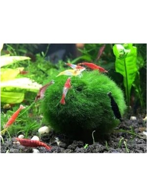 MarkEntegra Yosun Topu, Karidesler Için Ideal, 3-4 cm