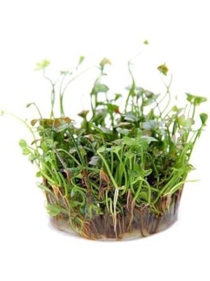 MarkEntegra Canlı Marsilea Hirsuta Bitkisi - Su Bitkisi