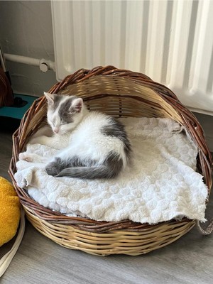 Doğal Kamış Hasır Bambu Kedi Köpek Yatağı Rahat ve Şık Tasarım