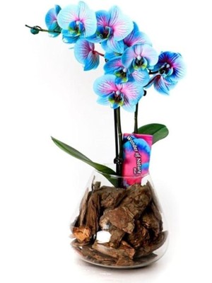 Royal Rain Store Look 10 Adet Turkuaz Orkide Tohumu TH-159888369809TDR