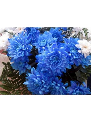 Royal Rain Store Look Mavi Renkli Krizentem (Kasımpatı) Çiçeği Tohumu TH-2022DSHNGLKTHM024