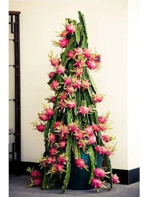 Royal Rain Store Look Cüce Ejder Meyvesi Tohumu / 10+ Tohum TH-THMCMTHM581