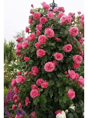 Royal Rain Store Look 15 Adet Pembe Renkli Sarmaşık Gül Tohumu TH-9527401735068451