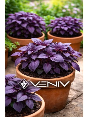 Veniv 20 Adet Mor Fesleğen