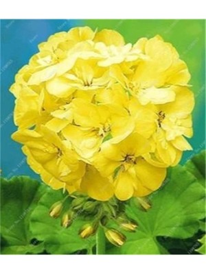 Look 10 Adet Sarı Sardunya Çiçek Tohumu TH-586552325584848