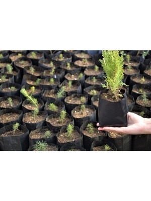 Fide Poşeti 9X15 cm 50 Adet Fide Torbası Fidan Poşeti Fidan Torbası