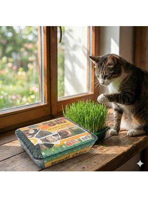 Storemax Oktaysell Kedi Çimi - Kedi Sindirim Sistemini Rahatlatıcı Sağlıklı Kedi Otu