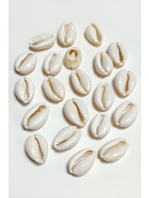 Zero Land Hnrlishp 10 Adet  Istiridye Atı Orta-Krem