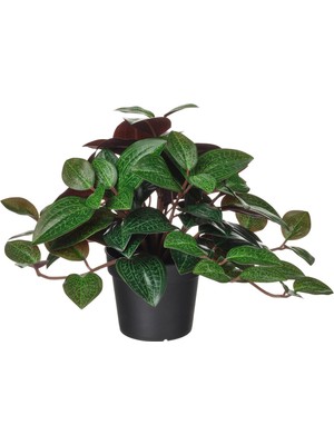 Ikea Fejka Yapay Bitki Yeşil 9 cm Mücevher Orkidesi