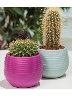 Aesco Bitki ve Kaktüs Saksısı 0,13 Lt 1 No ROYALEKS-ES01