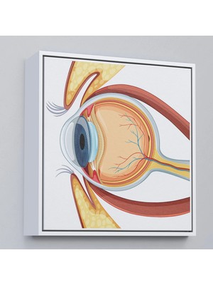 Beta Moda Hub Ahşap Çerçeveli Göz Anatomizi Tablosu - Göz Doktoru Hediyesi-