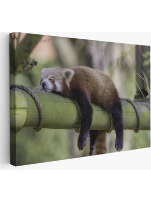 Beta Moda Hub Kırmızı Panda Dekoratif Kanvas Tablo