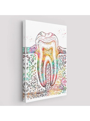 Beta Moda Hub Diş Diyagramı Tablosu-