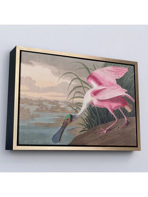 Beta Moda Hub Ahşap Çerçeveli John James Audubon - Pembe Kaşıkçı Kuşu Tablo-