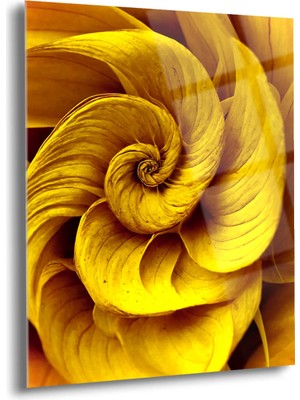 Shiny Art Doğadaki Altın Oran Cam Tablo - MOD116