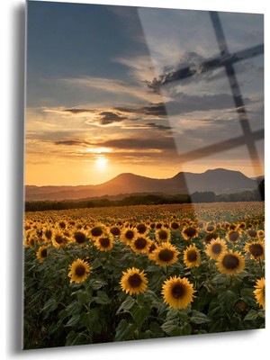 Shiny Art Ayçiçeği Tarlası Cam Tablo - MOD104