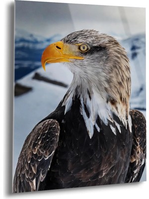 Shiny Art Kış ve Şahin Cam Tablo - MOD110