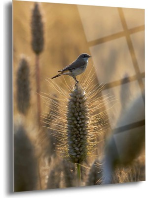 Shiny Art Karakuyruk ve Başak Cam Tablo - MOD111