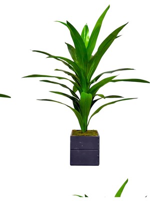 Yapay Masengena Ağacı 130 cm Doğal Ahşap Saksılı