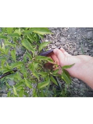 Braventa Collection Portakal Çiçeği Yukarı Bakan Tatlı Siyah Biber Tohumu (15 Adet)