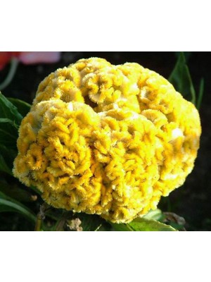 Braventa Collection 50 Adet Sarı Horoz Ibiği Cristata Çiçeği Sarı Renk Çiçek Tohumu + Süpriz Hediye Tohum