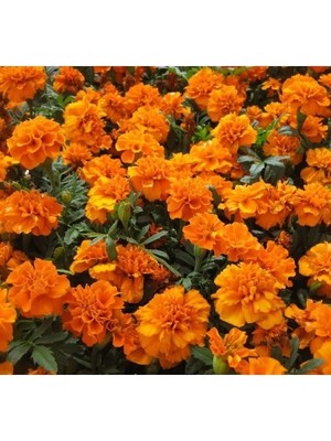 Esranın Dünyası Bodur Turuncu Renkli Fransız Kadife Çiçeği Tohumu - 10 Tohum