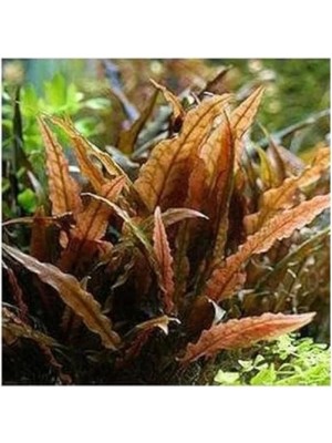 Esranın Dünyası Canlı Akvaryum Bitkisi, Cryptocoryne Wendtii Brown Saksıda