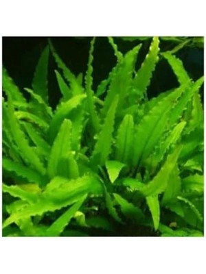 Esranın Dünyası Canlı Cryptocoryne Wendtii Green Saksı Bitkisi