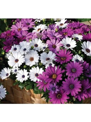 Esranın Dünyası Karışık Renkli Bodrum Papatyası Tohumu - 5 Adet