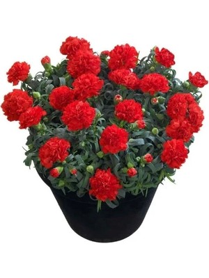 Esranın Dünyası Bodur Kokulu Kırmızı Karanfil F1 Tohumu (10 Adet)