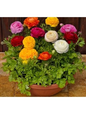 Esranın Dünyası Karışık Renkli Katmerli Büyük Çiçekli Şakayık Tohumu - 5 Adet