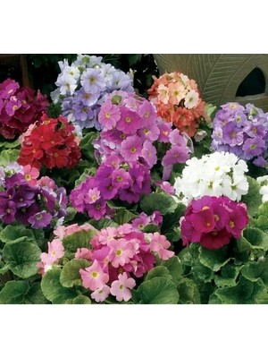 Esranın Dünyası Renkli Onbir Ay Çiçeği Tohumu - 8 Tohum