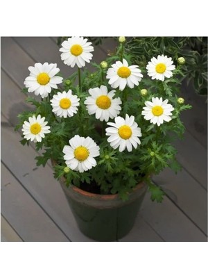 Esranın Dünyası Beyaz Papatya Tohumu (Iri Çiçekli) - 25 Tohum