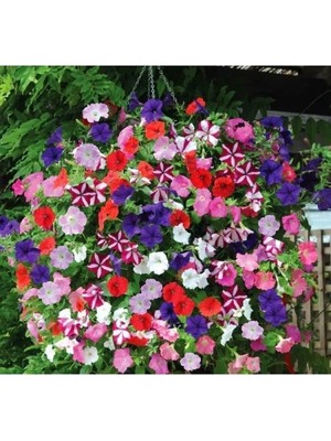 Esranın Dünyası Sarkıcı Petunya Çiçeği Tohumu