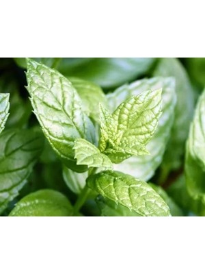 Esranın Dünyası Nane Tohumu (+250 Tohum)