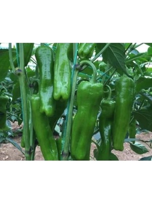 Esranın Dünyası Üç Burun Doğal Biber Tohumu