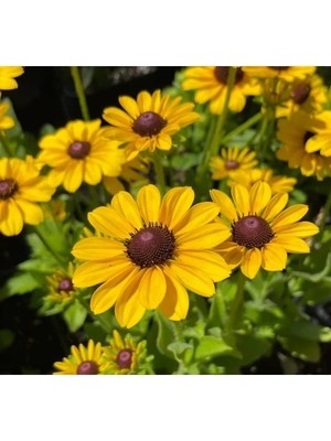 Esranın Dünyası Sarı Kırmızı Dalgalı Bodur Rudbekya Çiçeği Tohumu - 5 Adet