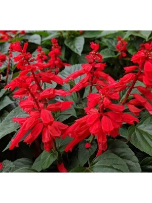 Esranın Dünyası Bodur Çok Çiçekli Ateş Çiçeği Tohumu - Kırmızı Renk, 15 Tohum