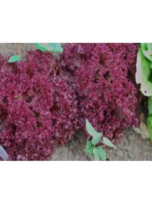 Esranın Dünyası Kırmızı Marul Tohumu - 100 Adet