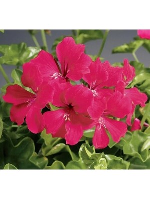 Esranın Dünyası Fuşya Renkli Sakız Sardunya Tohumu - 3 Adet